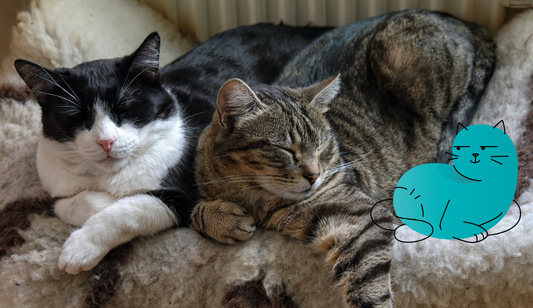 How Cats Communicate With Each Other | Lovebug Pet Foods