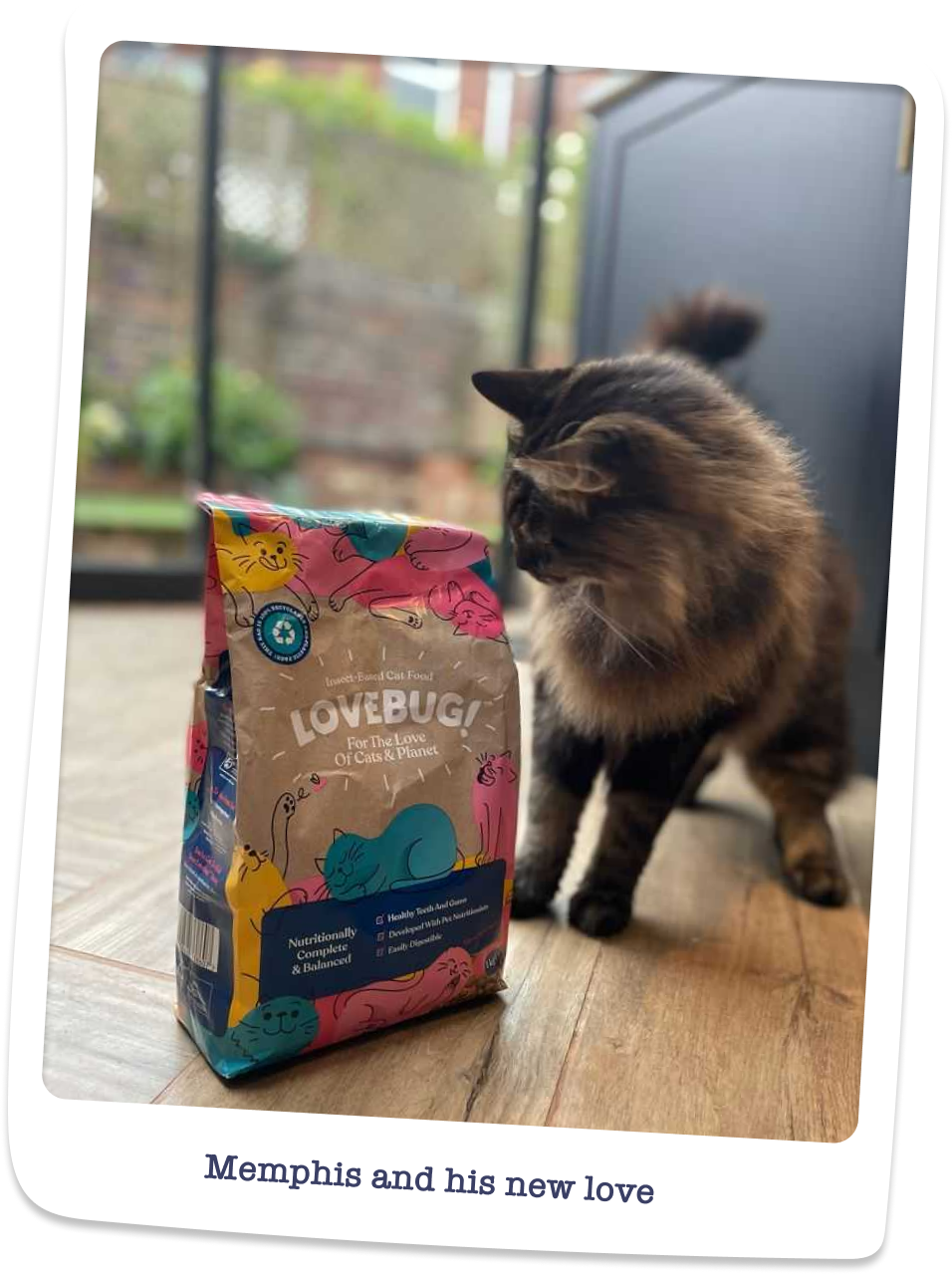 Lovebug Complete and Balanced Insect Based Adult Dry Cat Food