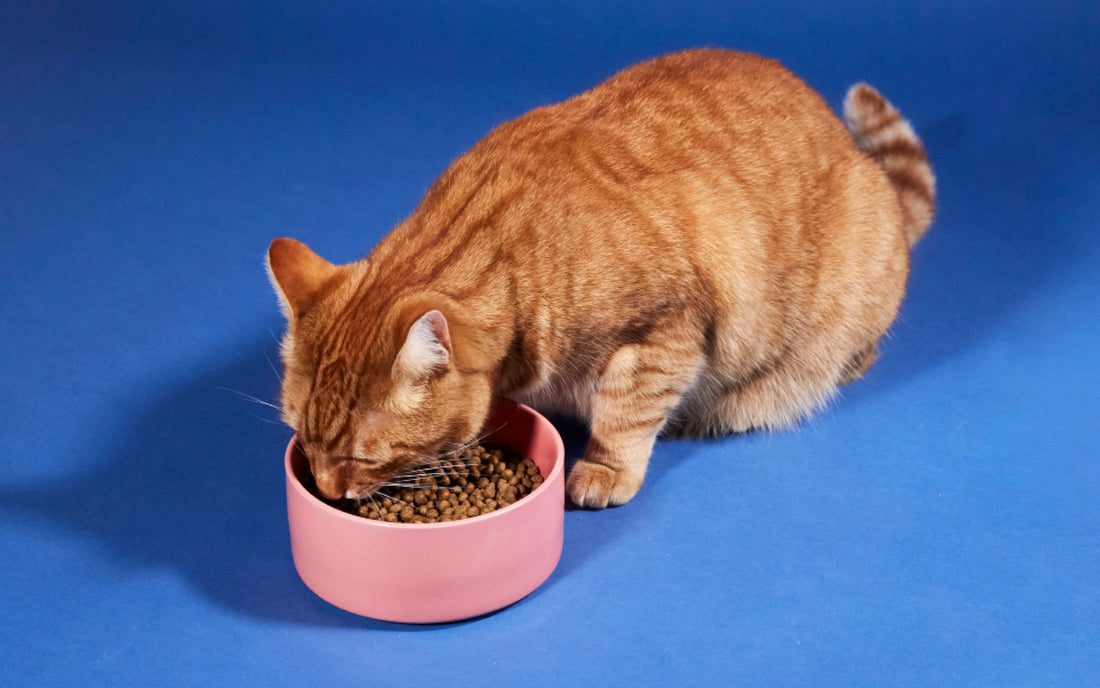 Your guide to switching cat food | Lovebug Pet Foods