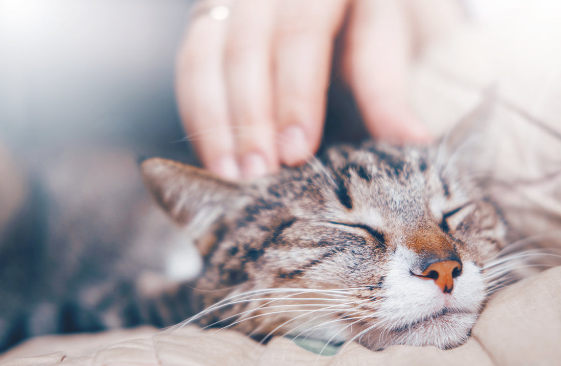 Why is Taurine good for cats? | Lovebug Pet Foods