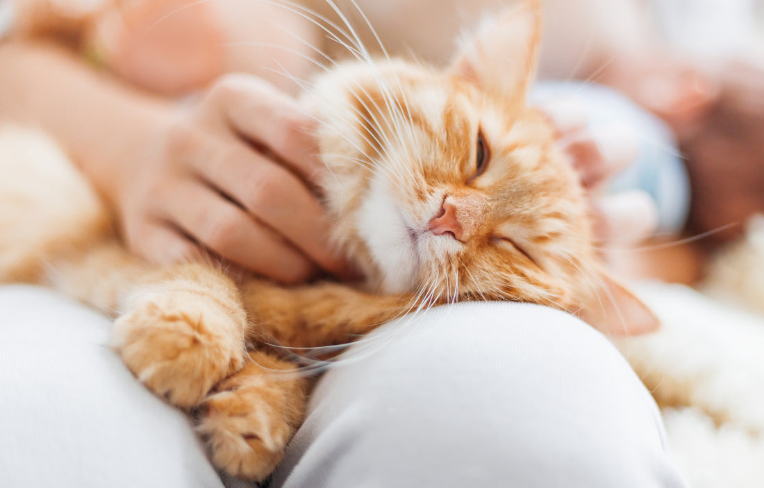 A guide for first-time cat owners - how to take care of your cat | Lovebug Pet Foods