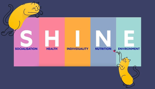 Introducing SHINE, to help cats live happily | Lovebug Pet Foods