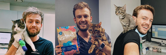 If cats need to eat meat, how can insects be a source of protein for them? | Lovebug Pet Foods