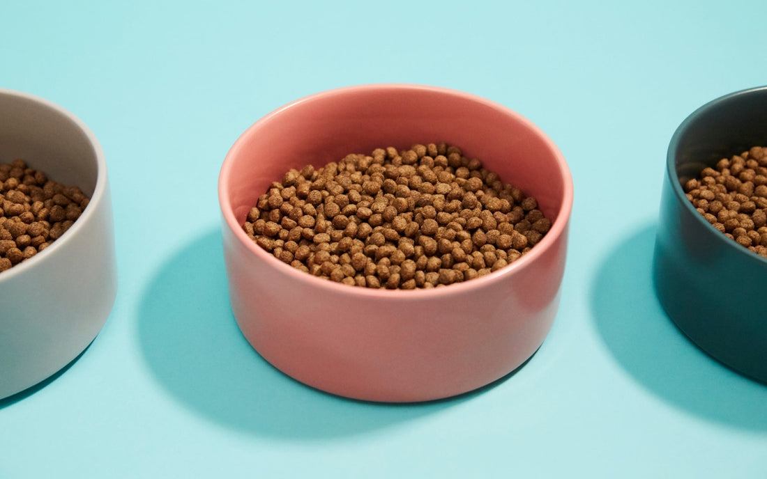 Why bugs are the future of cat food | Lovebug Pet Foods