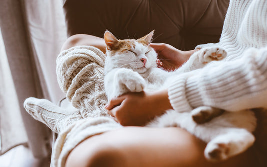 Why pet parents can (now) be planet-friendly | Lovebug Pet Foods