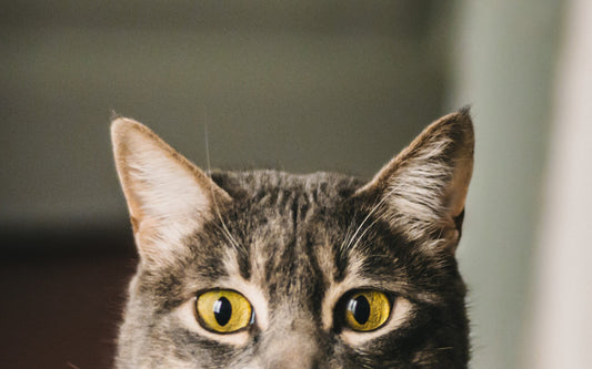 Hello | Lovebug Pet Foods