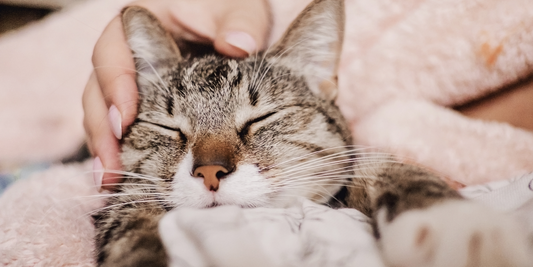 5 ways to keep your cat calm this fireworks night | Lovebug Pet Foods