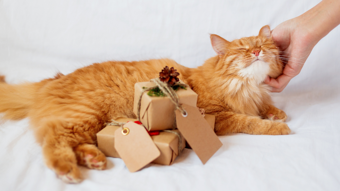 Sustainable Christmas gifts for cats | Lovebug Pet Foods