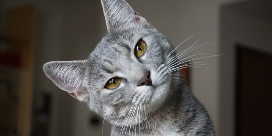 The best food for fussy cats | Lovebug Pet Foods