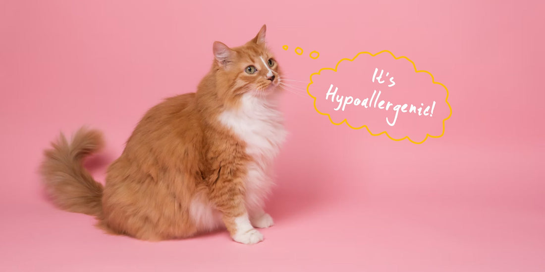 What is hypoallergenic cat food and can it help sensitive tummies? | Lovebug Pet Foods