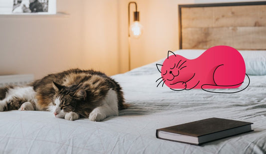 Ensuring a safe home for cats | Lovebug Pet Foods