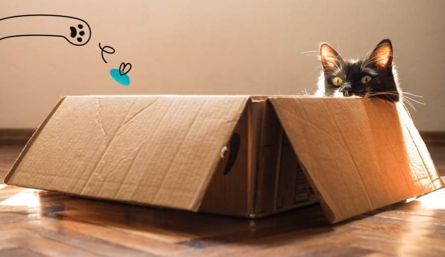 Cat Enrichment: DIY Enrichment Ideas For Your Cat | Lovebug Pet Foods