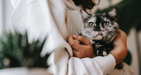 How Cats Can Positively Impact Our Mental Health | Lovebug Pet Foods