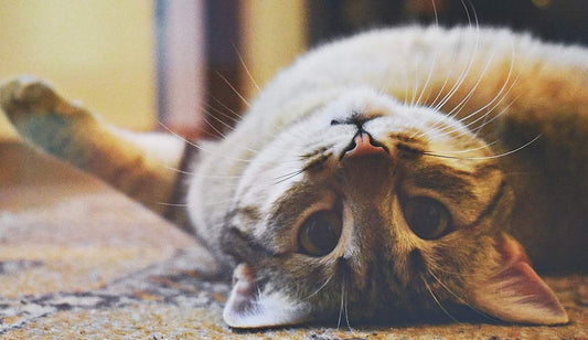 How do cats see? | Lovebug Pet Foods