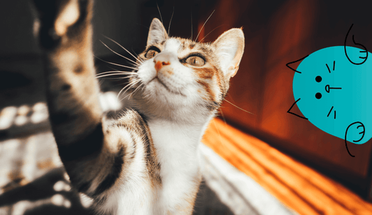 How Cats Sense The World | Lovebug Pet Foods