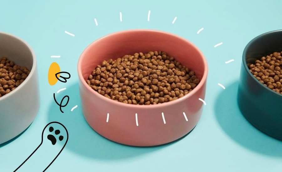 Why cats need a high protein diet | Lovebug Pet Foods