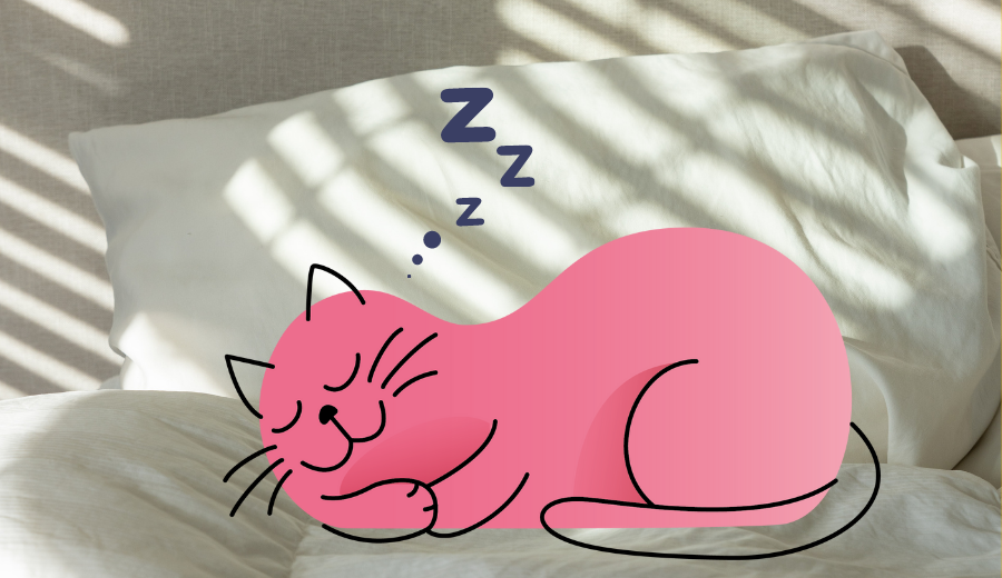 Why does my cat sleep so much? | Lovebug Pet Foods