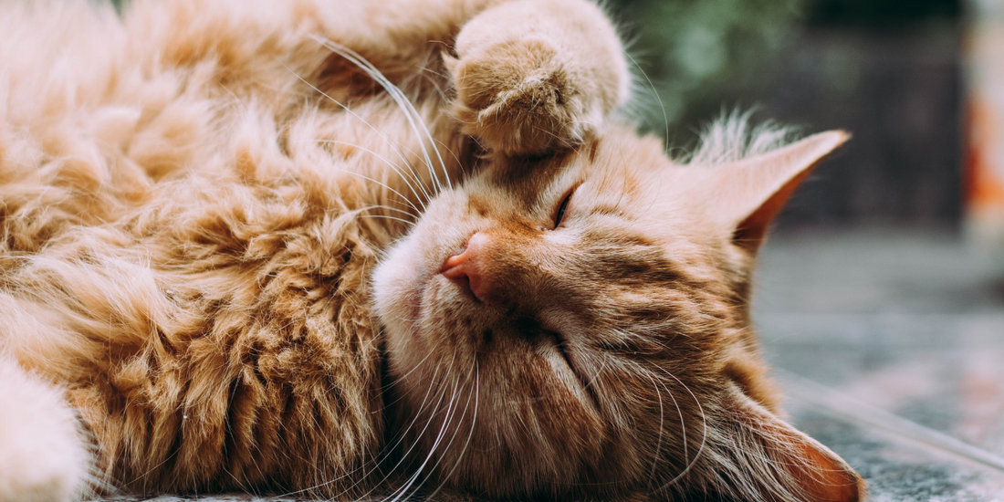 Why you should switch to an environmentally friendly cat food | Lovebug Pet Foods
