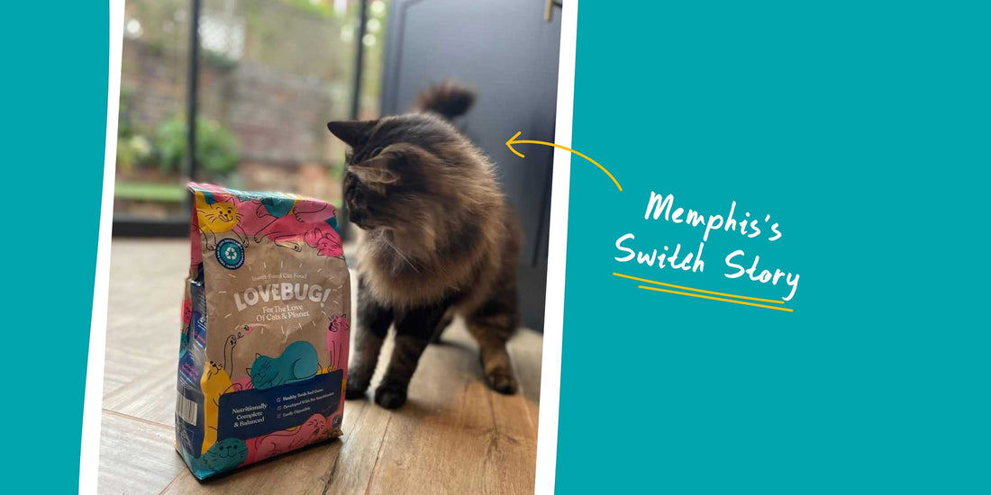 Switching Stories: Memphis | Lovebug Pet Foods