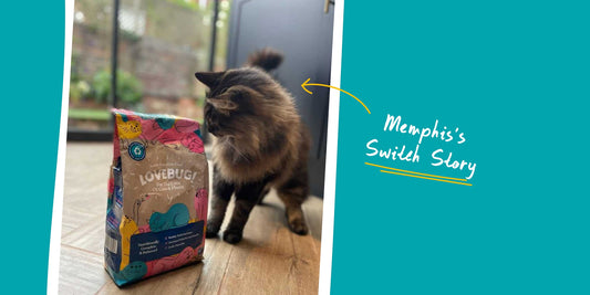 Switching Stories: Memphis | Lovebug Pet Foods